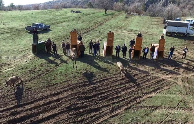 Kızıl Geyiklerin Doğaya Bırakılma Sevinci