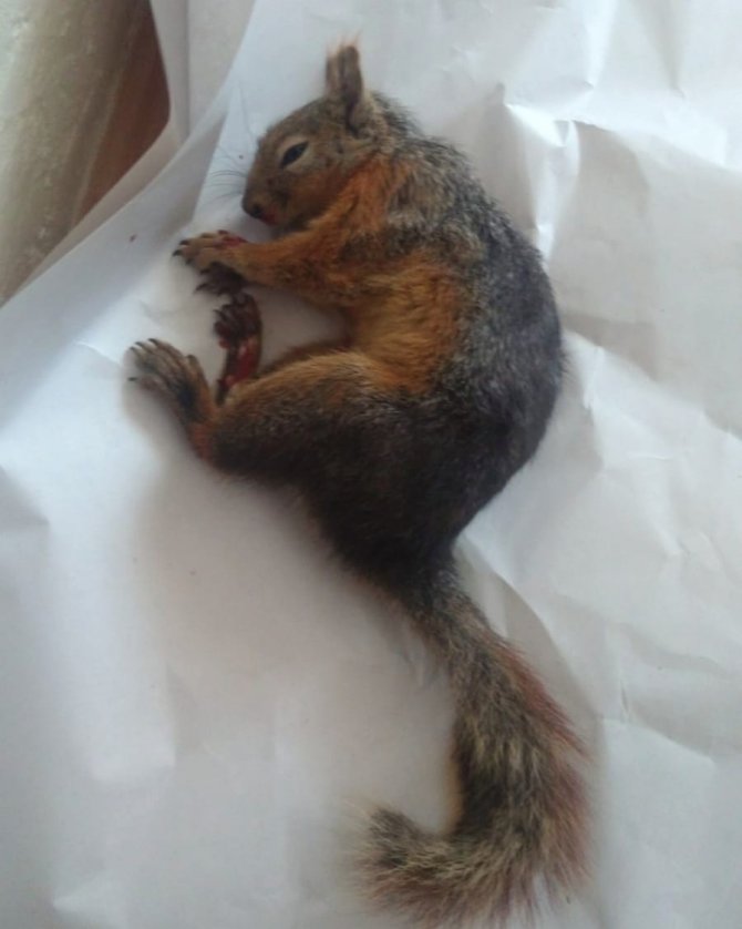 Yaralı Halde Bulduğu Sincabı Görevlilere Teslim Etti