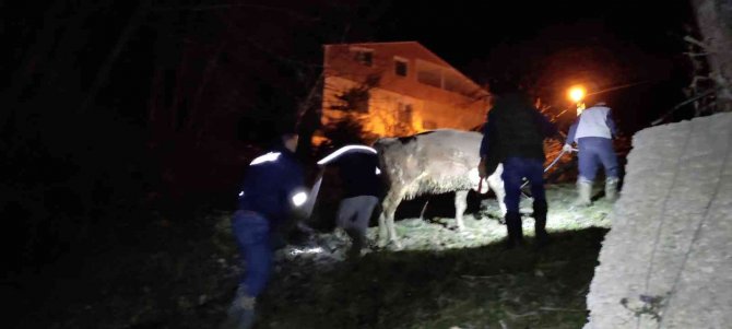 Türkeli’de Dereye Düşen Büyükbaş Hayvan Kurtarıldı