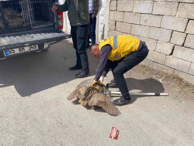 Van’da Bulunan Yaralı Balaban Tedavi Altına Alındı