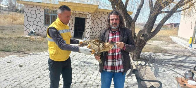 Van’da Bulunan Yaralı Balaban Tedavi Altına Alındı