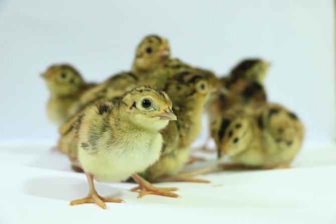 Samsun Tüm Türkiye’ye Sülün Dağıtacak