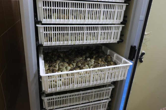 Samsun Tüm Türkiye’ye Sülün Dağıtacak