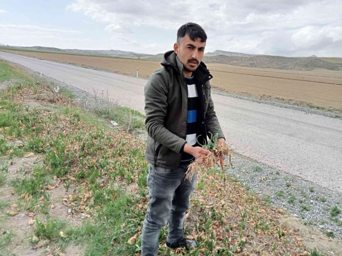 Üreticilerin Elinde Kalan Soğanlar Depolarda Çürüyor