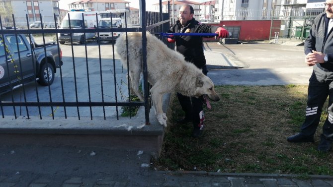 Demir Parmaklıklara Sıkışan Köpek Kurtarıldı