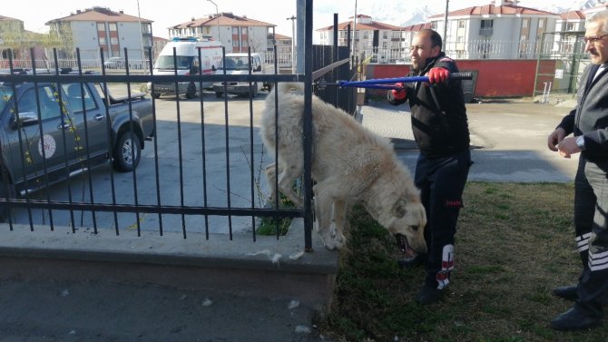 Demir Parmaklıklara Sıkışan Köpek Kurtarıldı