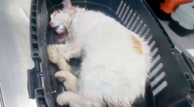 Zehirlenen Sokak Kedisini Veterinerler Hayata Döndürdü