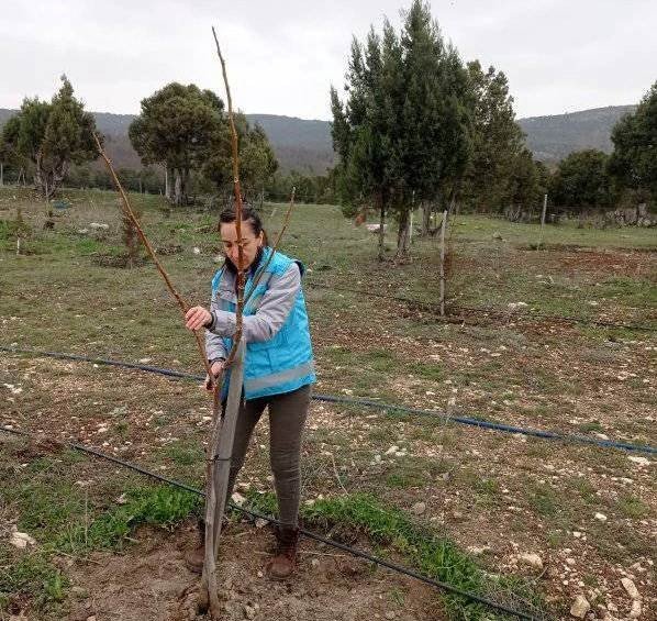 Domaniç’te Üreticilere Uygulamalı Cevizde Budama Ve Bakım Eğitimi