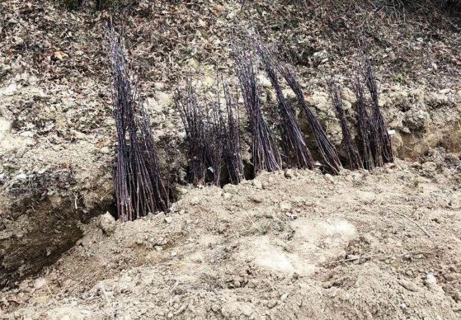 Emet’te “Küreci” Cinsi Elma Üretimi Artacak