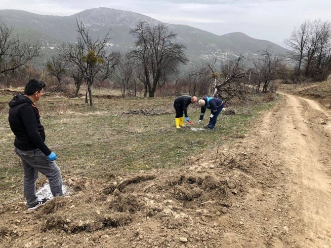 Emet’te “Küreci” Cinsi Elma Üretimi Artacak