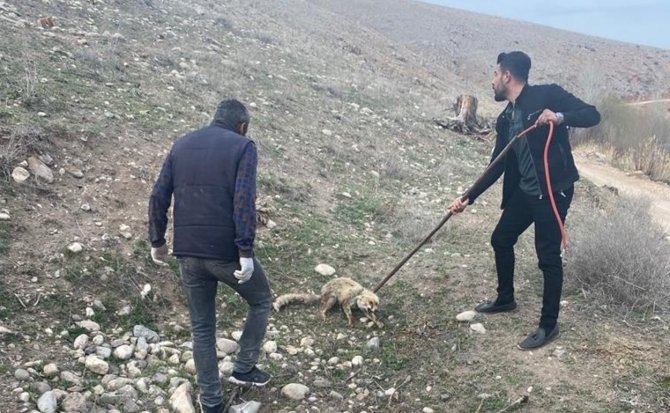 3 Metrelik Kuyuya Düşen Tilki Kurtarıldı