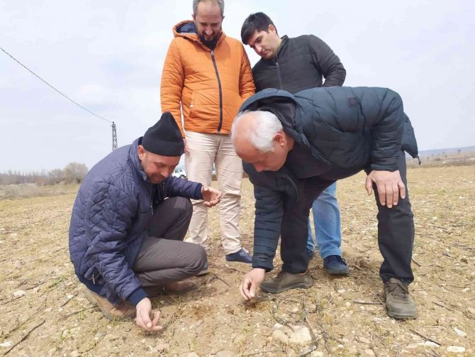 Kütahya’da "Durusa" Cinsi Buğday Sahasında Kontroller Yapıldı