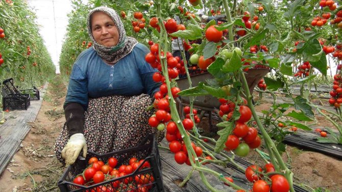 Mersin’de Örtü Altı Domates Tarlada 16.50 Tl’den Alıcı Buluyor