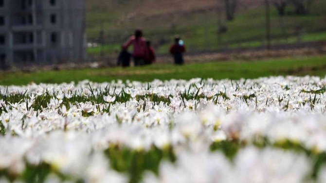 Muş Ovası Beyaz Gelinliğini Giydi