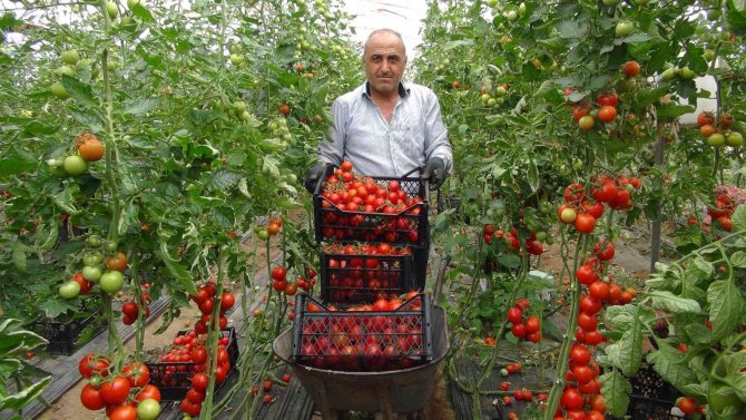Mersin’de Örtü Altı Domates Tarlada 16.50 Tl’den Alıcı Buluyor