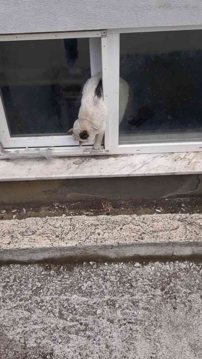 Pencereye Sıkışan Kedi Kurtarıldı
