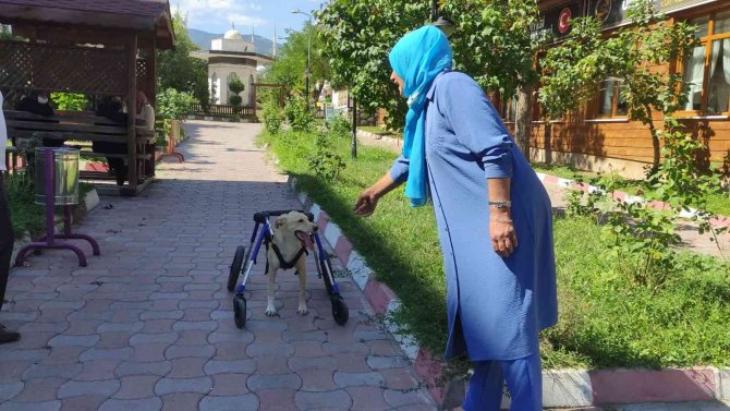 Beli Kırılan Sokak Köpeği Tekerlekli Düzenekle Yeniden Yürüdü