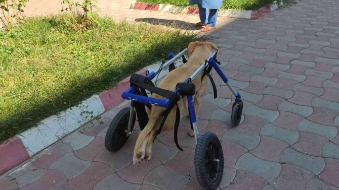 Beli Kırılan Sokak Köpeği Tekerlekli Düzenekle Yeniden Yürüdü