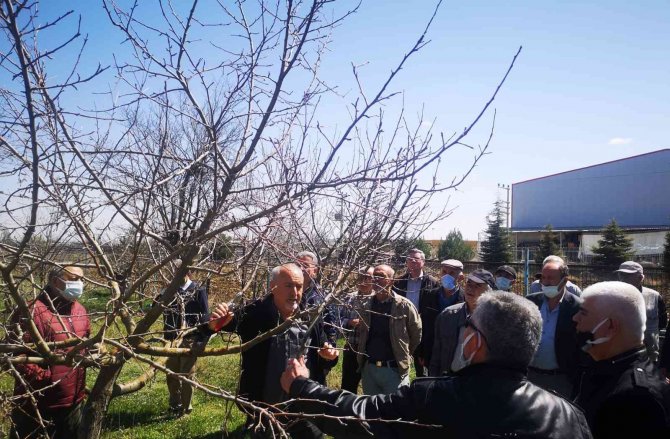 Meyve Bahçe Tesisi Ve Budama Eğitimi