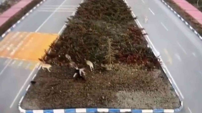 Van’da Korku Dolu Anlar: 7 Köpek Kız Öğrenciye Saldırdı