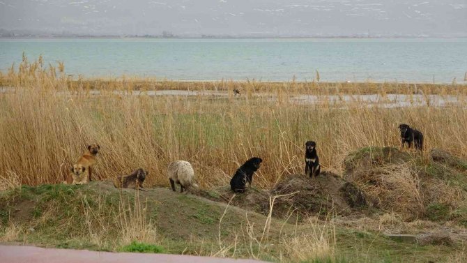 Van’da Korku Dolu Anlar: 7 Köpek Kız Öğrenciye Saldırdı