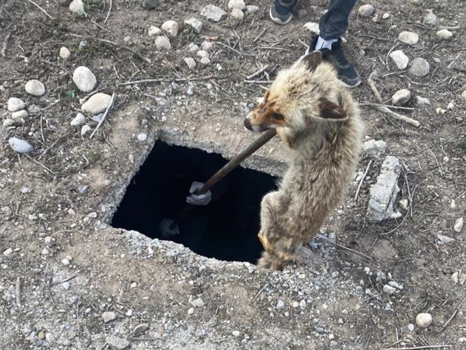 3 Metrelik Kuyuya Düşen Tilki Kurtarıldı