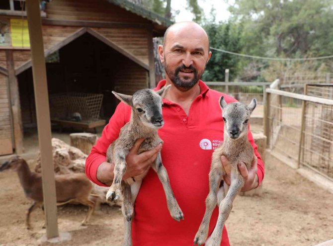 Antalya Hayvanat Bahçesi’nde Kanguru Ve Lemur Yavru Doğumları Başladı