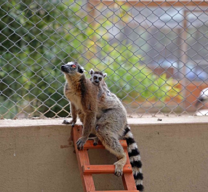 Antalya Hayvanat Bahçesi’nde Kanguru Ve Lemur Yavru Doğumları Başladı