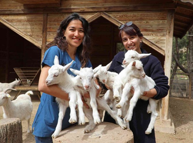 Antalya Hayvanat Bahçesi’nde Kanguru Ve Lemur Yavru Doğumları Başladı