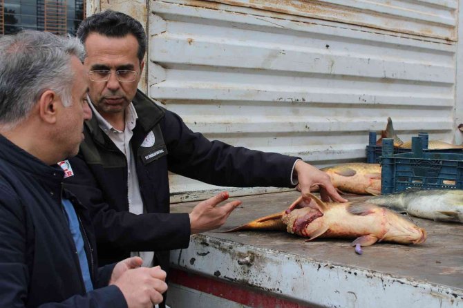 Kayseri’de 2 Buçuk Ton Kaçak Balık Ele Geçirildi