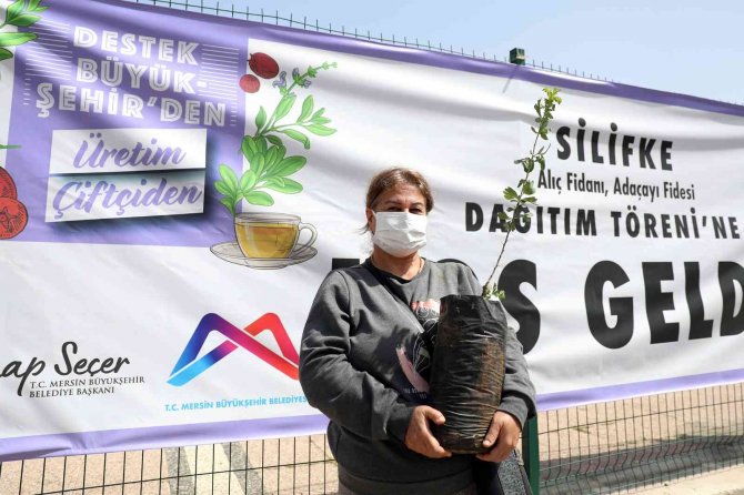 Silifke’de Üreticilere Alıç Ve Adaçayı Fidesi Dağıtıldı