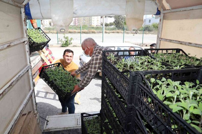 Silifke’de Üreticilere Alıç Ve Adaçayı Fidesi Dağıtıldı