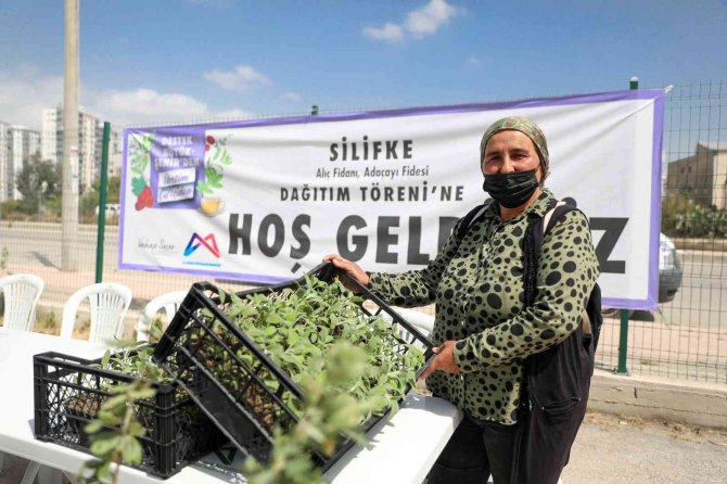 Silifke’de Üreticilere Alıç Ve Adaçayı Fidesi Dağıtıldı