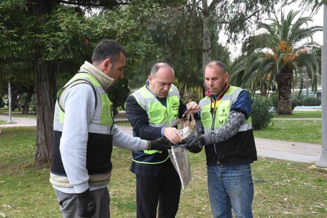 Tarihi Ağaçların Ömrüne Ömür Katıyorlar