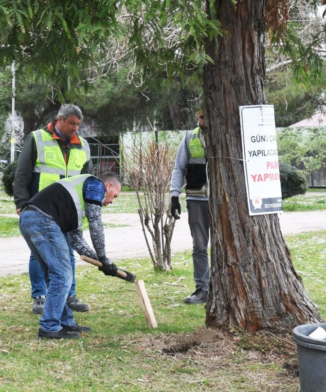 Tarihi Ağaçların Ömrüne Ömür Katıyorlar