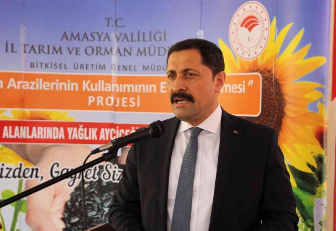 Amasya Valiliği Ayçiçeği Tohumu Desteğini Artırdı