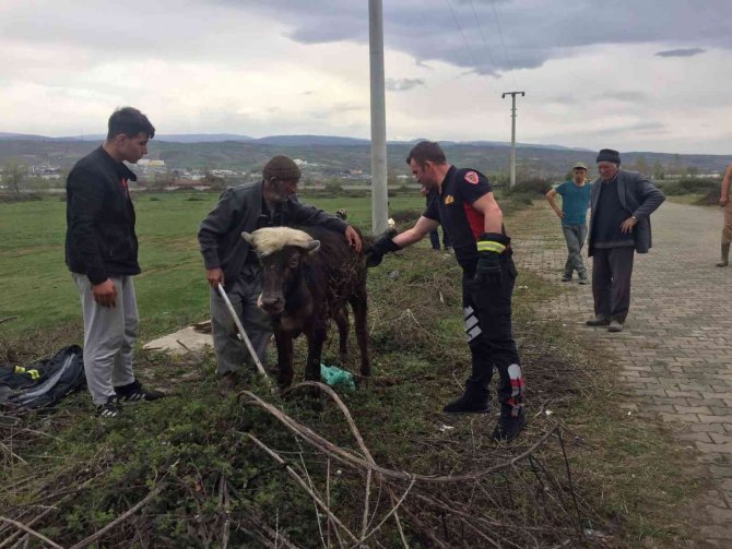 Rögara Düşen Manda Yavrusunu İtfaiye Ekipleri Kurtardı