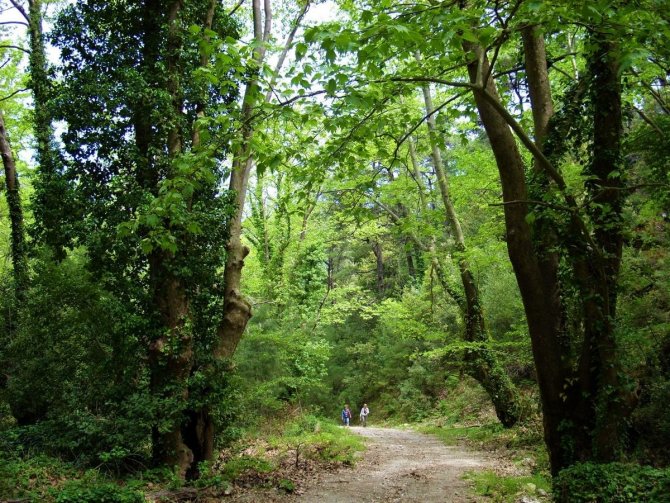 Milli Park’ta Yangın Tehdidine Karşı Ortak Bildiri