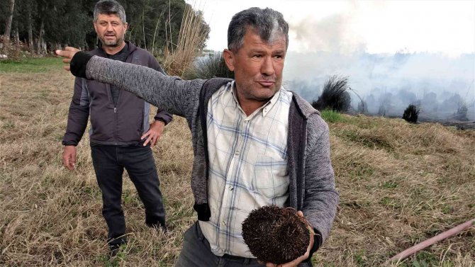 Sazlık Alan Yandı, Vatandaş Yanan Kirpi İçin Seferber Oldu