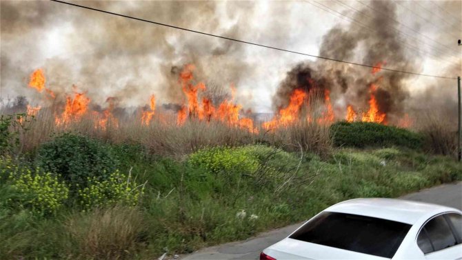 Sazlık Alan Yandı, Vatandaş Yanan Kirpi İçin Seferber Oldu
