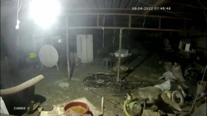 Tilkinin Tavuğa Saldırdığı Anlar Kamerada