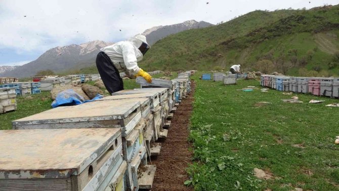 Derecik’te Arı Yetiştiricilerinin Bal Mesaisi Başladı