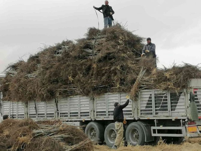 Bitlis’te Yıllık 6 Bin 730 Ton Kabuklu Ceviz Üretiliyor