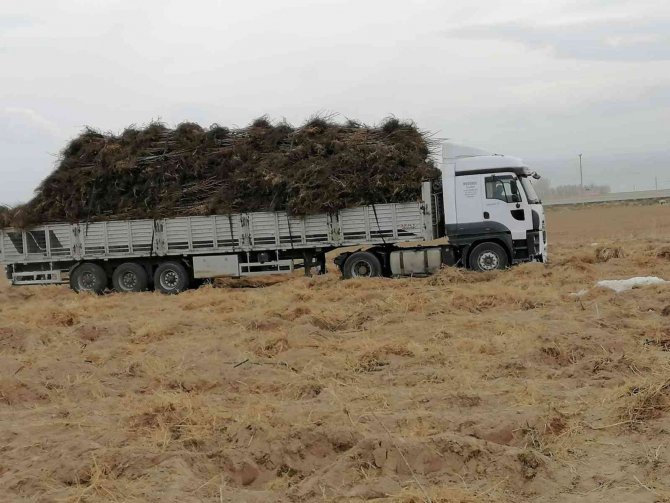 Bitlis’te Yıllık 6 Bin 730 Ton Kabuklu Ceviz Üretiliyor