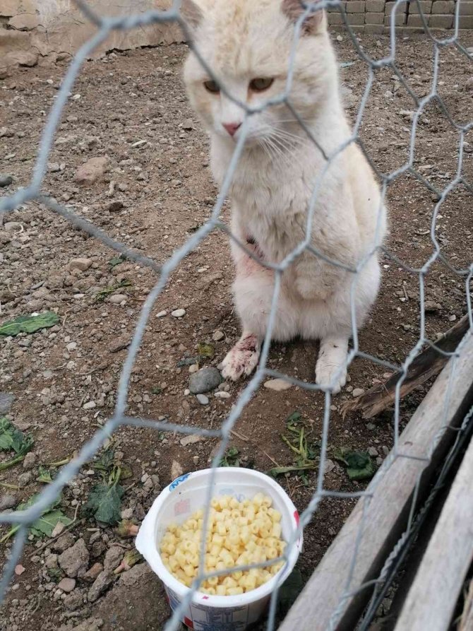 Gümüşhane’de Bacakları Ve Kuyrukları Kesilen Kediler Tepkilere Neden Oldu