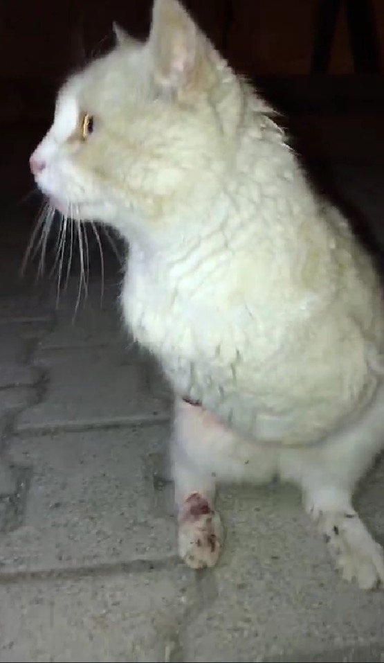 Gümüşhane’de Bacakları Ve Kuyrukları Kesilen Kediler Tepkilere Neden Oldu