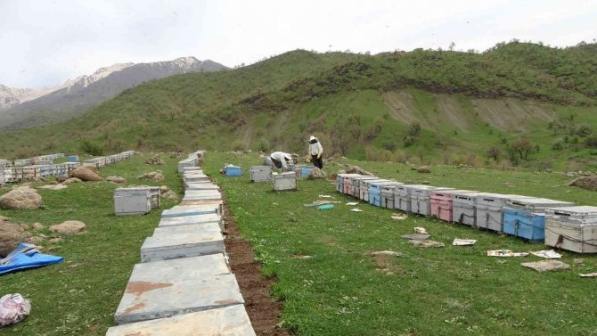 Derecik’te Arı Yetiştiricilerinin Bal Mesaisi Başladı