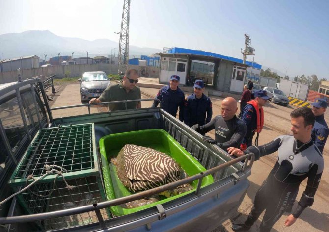 İ̇skenderun Körfezi’nde Bitkin Bulunan Caretta Caretta Koruma Altına Alındı