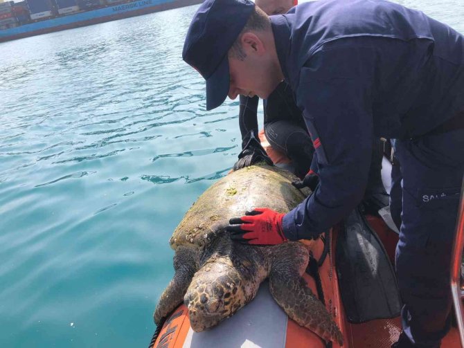 İ̇skenderun Körfezi’nde Bitkin Bulunan Caretta Caretta Koruma Altına Alındı