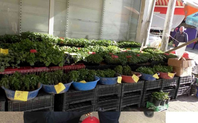 Iğdır’da Sebze Fidesi Satışları Başladı
